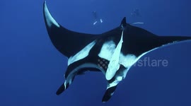 Manta Ray finds interest in dver and stops to investigate