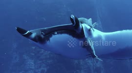 Giant manta ray makes eye contact with diver!