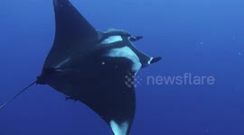 Close encounter with a Giant Manta Ray!