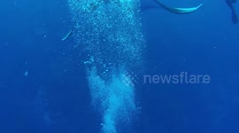 Diver swims under a 4 meter long Giant Manta Ray!