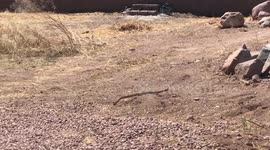 Watch how easily a Rattlesnake disappears