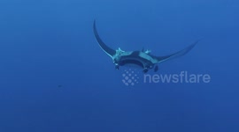 Giant manta ray fly-by!