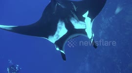 Giant manta ray swims under you!