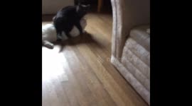 Funny and Cute Animal Antics
