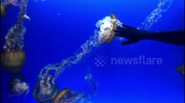 Spectacular view of thousands of jellyfish amazes tourists at Hong Kong Aquarium