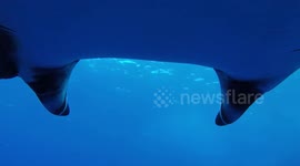 Diver films breathtaking swim with huge manta ray off Mexico coast