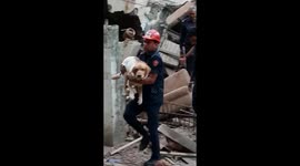 Firemen able to rescue lost labrador from collapsed building in India