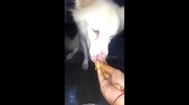 Funny dog eating food