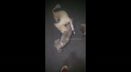 Dogs fighting playing funny