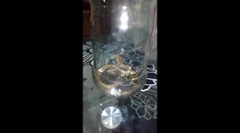 Poisonous snake cought