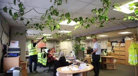 UK office has 300ft 'monster' plant after they let it grow for ten years