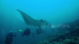 Giant manta ray 'flies' beside divers in waters off the Maldives