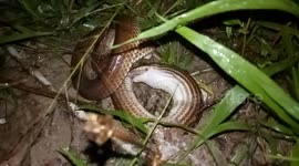 Savage moment a sunbeam snake swallows a frog whole in Thai bush