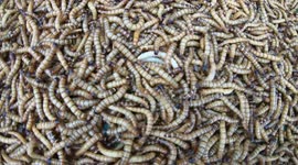 Thousands of worms! It's horrible and scary