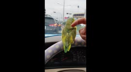 Birdy's day out! Pet parakeet goes for a ride on owner's car steering wheel