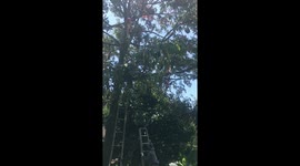 Durian Harvesting From Trees