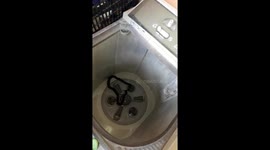 'Just ssstopping in for a wash!' Snake found in washing machine by housewife