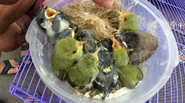 Lovely baby birds in the nest! Poor baby bird without mother