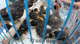 Cute baby birds being fed by humans! Feeding Baby Birds
