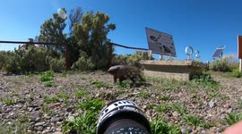 Cute And Curious Armadillo Circles And Sniffs Photographer