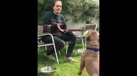 Human and French Bulldog play catch together at doggy daycare in UK
