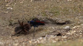 Tarantula Hawk playing with his pray