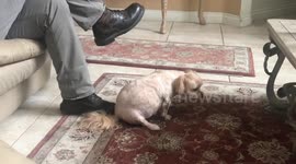 Small dogs favorite thing to scratch her butt on is dads big boot