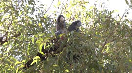 A spectacular pair of Red-tailed Black-Cockatoos feeding on woody Jarrah fruits