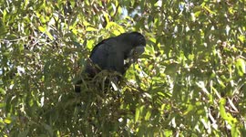 A superb male Red-tailed Black-Cockatoo feeding on woody Jarrah fruits