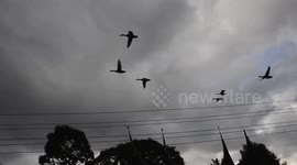 the ducks' seconds collide in the air when they replyn