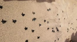 Beachgoers amazed as baby turtles run into the ocean for the first time