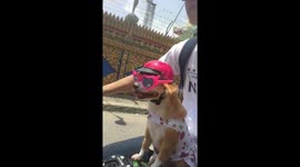 Chihuahua in pink helmet rides motorbike