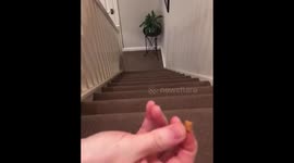 This Crazy Treat-Obsessed Kitty Will Make Your Day