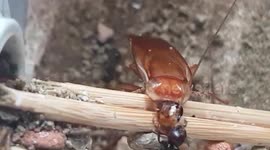 Ants carry cockroaches into nest