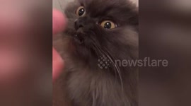 Like furry lightning! Owner summons cat by rustling treats