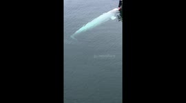 Belugaga Whale in Hammerfest Harbor, Norway