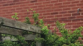 Chirpy robin on branch