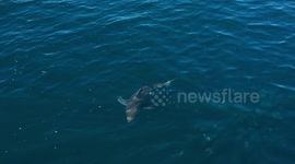 AMAZING drone footage of great white shark