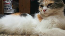 Sweet Cat Sitting On Floor Tired Of Pregnancy