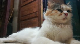 Mother Cat Video Show On Ground