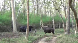 Indian Bison rams Jeep with horns in stunning up-close footage in Karnataka Forest, India