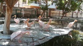 Cute Herd Of Pink Backed Pelican