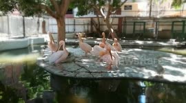 Sweet Family Of Pink Backed Pelican Gathering In Morning