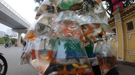 People Selling Aquarium Fish on the street, The aquarium fish are tied to bags hanging on bicycles