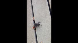 Tarantula Hawk dragging Tarantula on Porch