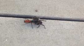 Tarantula Hawk Dragging a Tarantula on Porch