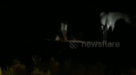 Leopard forms unlikely friendship with horse in Indian farmhouse