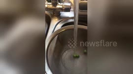 Tap water holds peas in place in weirdly hypnotic display