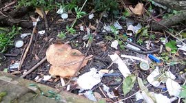 Nature pollution seen in bushes near underpass