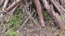 Slow worm (legless lizard)
